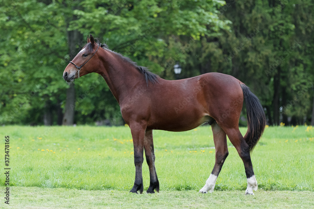 Chestnut horse with a long white mane stands on natural summer background, profile side view, exterior	