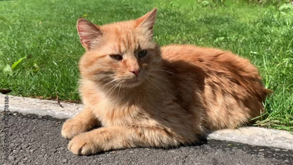 The ginger cat lies and bask in the sun. The pet sleeps in the yard, on the path. A fluffy lazy cat is resting outside. The ginger cat lies and bask in the sun. The pet sleeps in the yard, on the path. A fluffy lazy cat is resting outside.