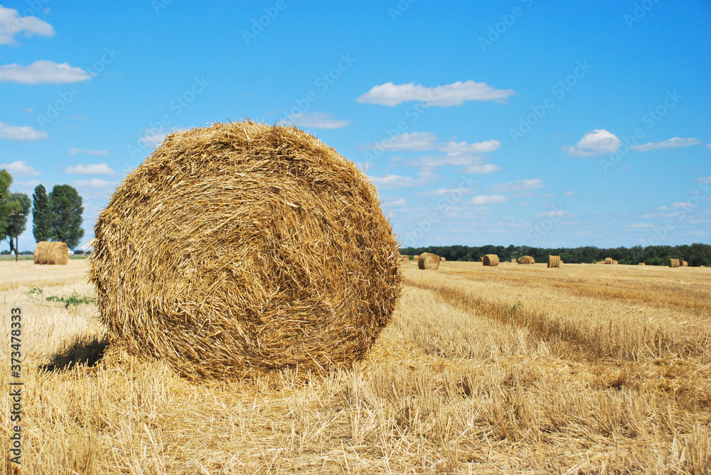 Haystack harvest on the agriculture field, haystack rolls Haystack harvest on the agriculture field, haystack rolls