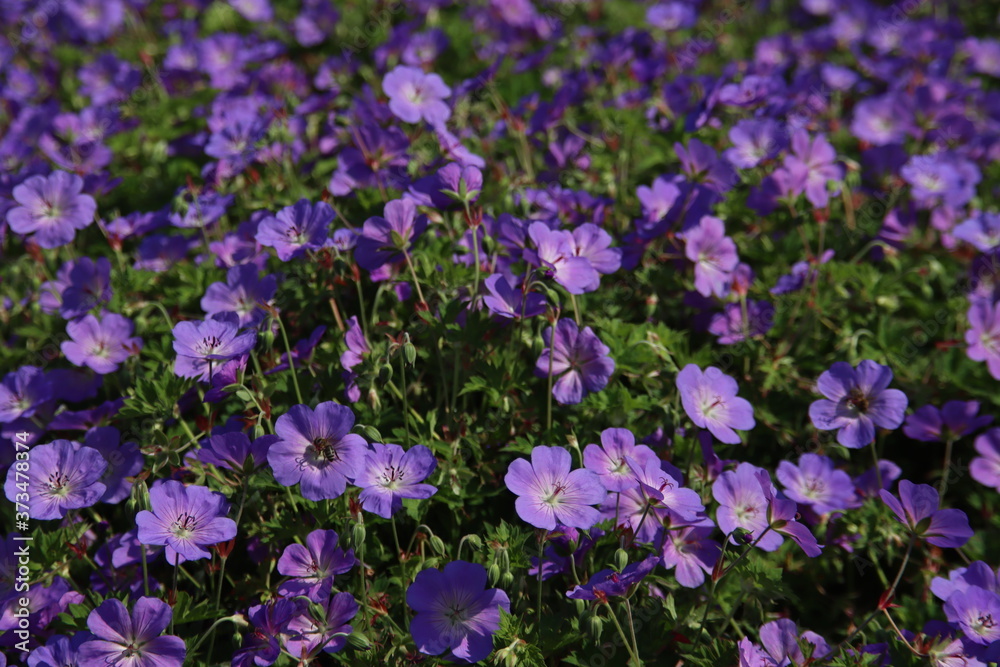 Fototapeta premium Cranesbill Geranium Rozanne in violet color