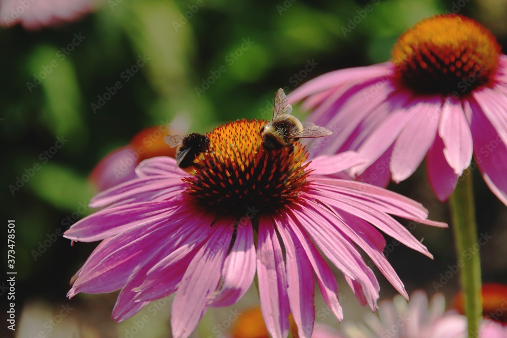 Echinacea purpurea flowers with bees Echinacea purpurea flowers with bees
