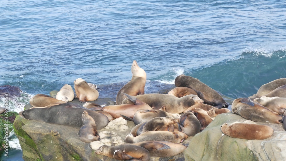 Sea lions on the rock in La Jolla. Wild eared seals resting near pacific ocean on stones. Funny lazy wildlife animal sleeping. Protected marine mammal in natural habitat, San Diego, California, USA