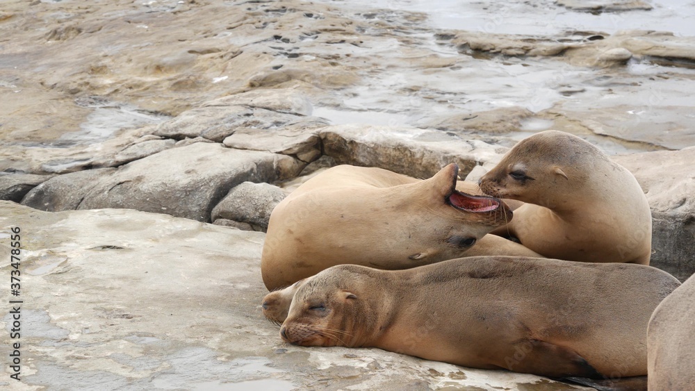 Fototapeta premium Sea lions on the rock in La Jolla. Playful wild eared seals crawling near pacific ocean on rock. Funny sleepy wildlife animals. Protected marine mammals in natural habitat, San Diego, California, USA