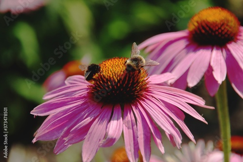 Echinacea purpurea flowers with bees