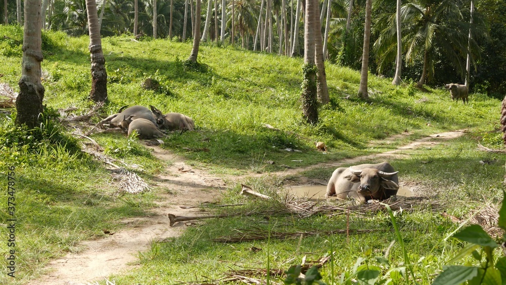 Buffalo family among green vegetation. Large well maintained bulls grazing in greenery, typical landscape of coconut palm plantation in Thailand. Agriculture concept, traditional livestock in Asia Buffalo family among green vegetation. Large well maintained bulls grazing in greenery, typical landscape of coconut palm plantation in Thailand. Agriculture concept, traditional livestock in Asia