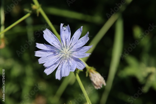 Common Chicory in blue color with rain drops on it from morning