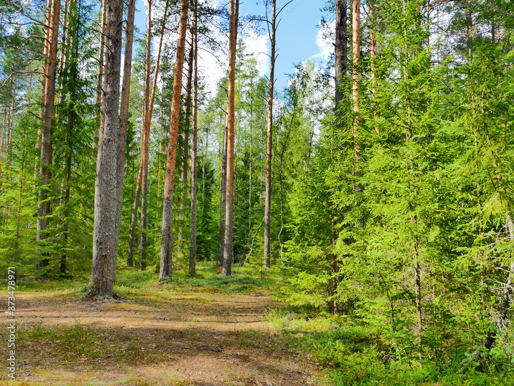 beautiful forest landscape in summer with footpath