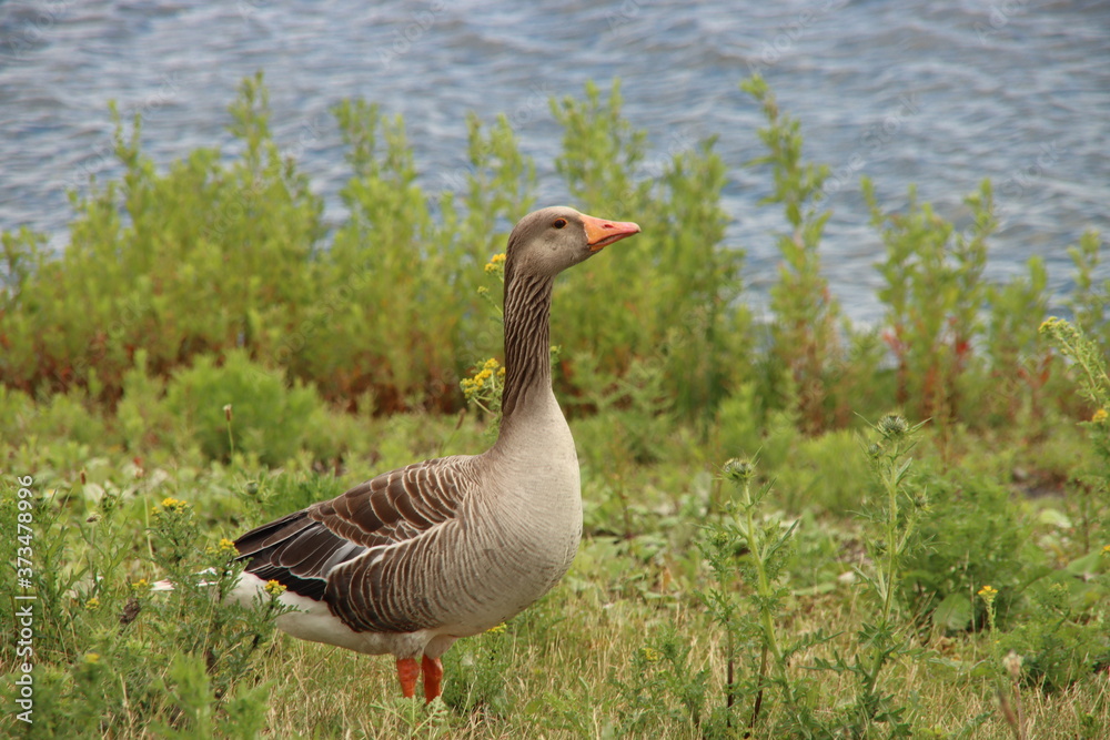 Grey goose at the grass along rowing lane Willem-Alexanderbaan in Zevenhuizen Grey goose at the grass along rowing lane Willem-Alexanderbaan in Zevenhuizen