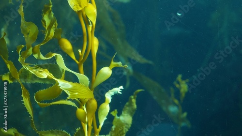 Obraz na płótnie Underwater seamless looped close up of swaying Giant Kelp forest