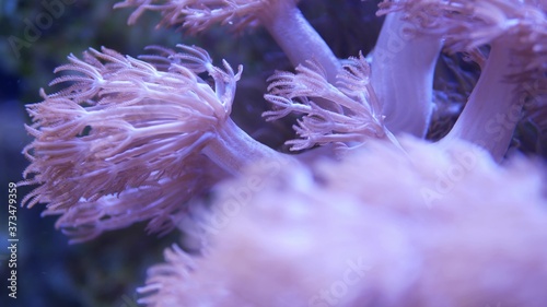Canvas Print Soft corals in aquarium