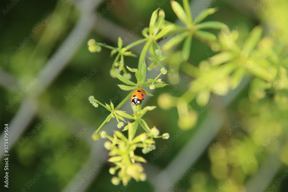 ladybug on a branch of cleavers in Rotterdam ladybug on a branch of cleavers in Rotterdam