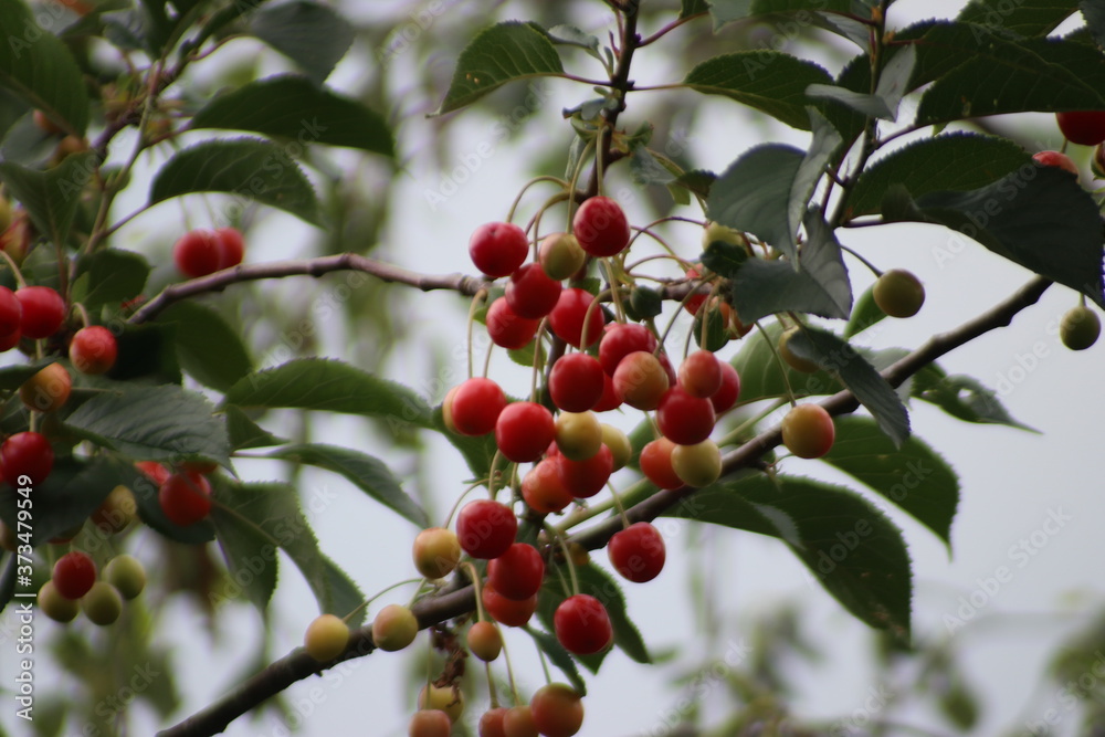 Riping cherries in a tree in green and red colors