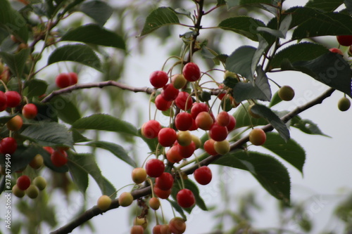 Riping cherries in a tree in green and red colors