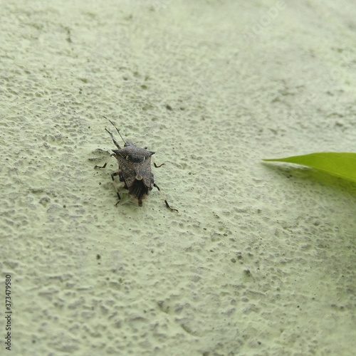 beetle on the leaf