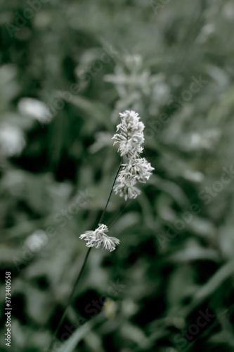 Blooming Phalaris arundinacea or reed canary grass on blurred green and bokeh...