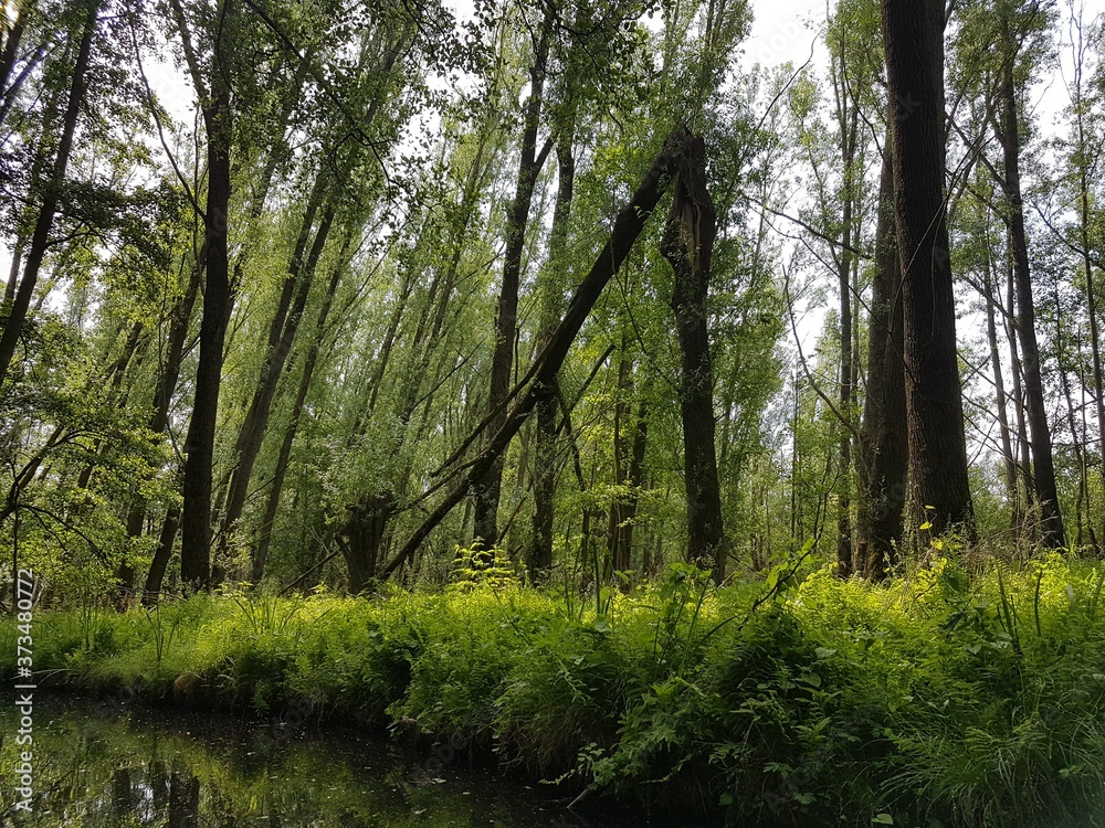 Obraz premium Spreewald forest, Brandenburg, Germany