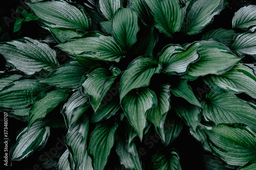 Hosta foliage background. Wallpaper with green plant leaves