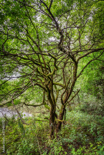 Knorriger Baum an einem See