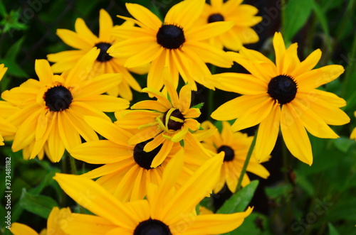 Orange gardens rudbeckia flower. Rudbecia in landscape design. Bright floral background.