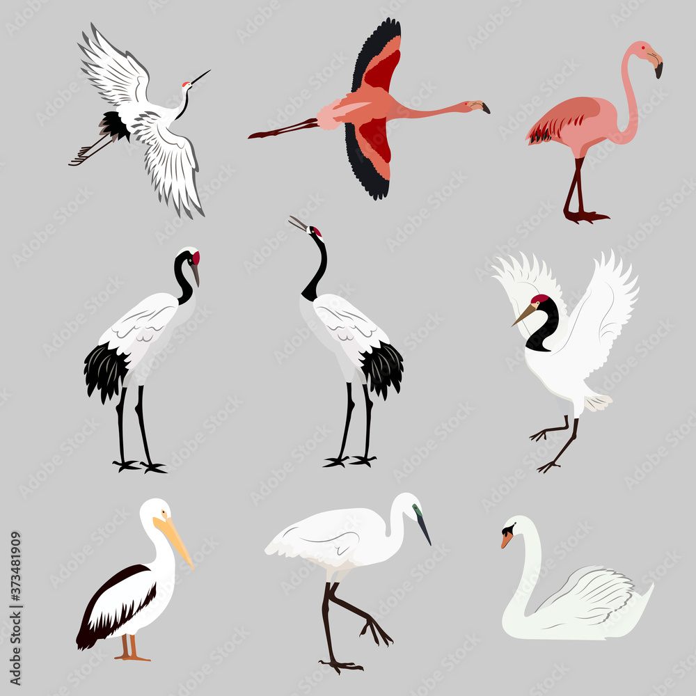 Fototapeta premium Kolekcja ptaków wodnych, tropikalnych - jouvel, czapla, pelikan, flaming, łabędź na na białym tle. Ilustracji wektorowych.