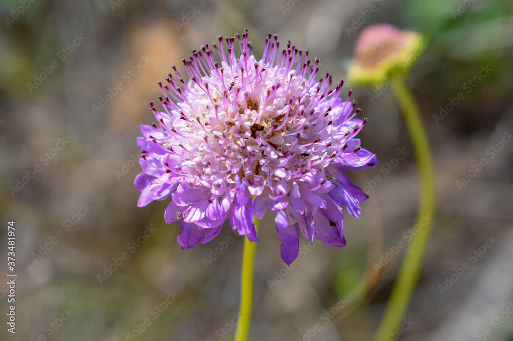 Fototapeta premium Scabiosa Purple flower Close Up nature photography