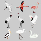 Collection of aquatic, tropical birds - jouvel, heron, pelican, flamingo, swan on an isolated background. Vector illustration.