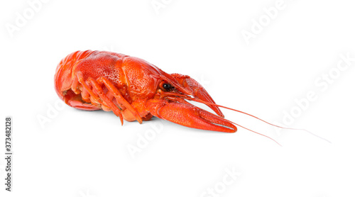 Fresh delicious boiled crayfish isolated on white photo