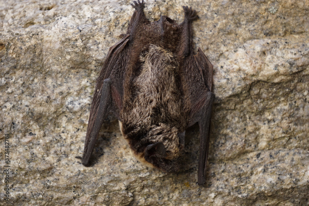 Small bat resting on the rock