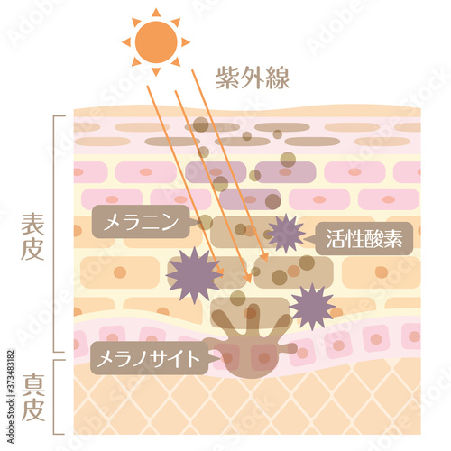 肌の構造／皮膚の構造_紫外線