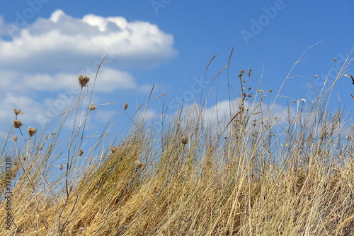 Reifes Korn vor strahlend blauem Himmel mit wei  en W  lkchen