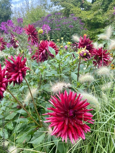 flowers in the garden