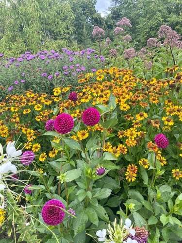 flowers in the garden