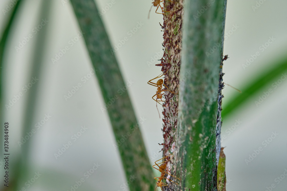 Fototapeta premium Close up of Ants crawling on green leaves. Macro mode.