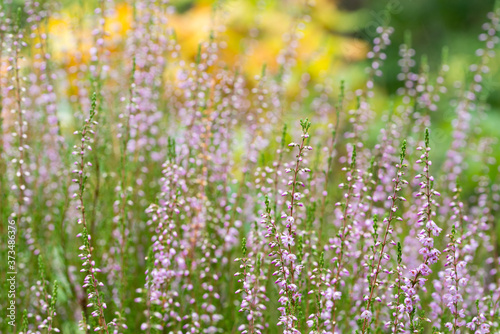 purple heather flowers in forest closeup selective focus