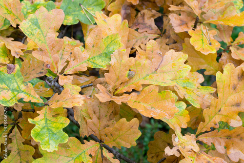 orange fall oak leaves on twig