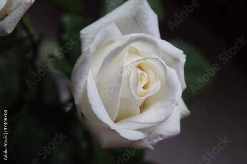 white rose for gift