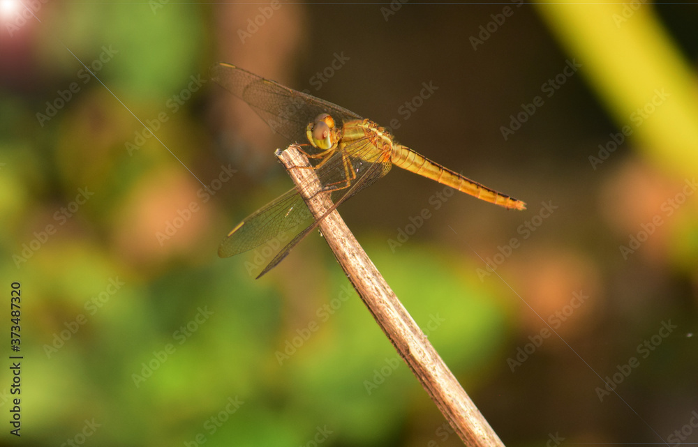 Close up detail of dragonfly.  dragonfly image is wild with blur background. Dragonfly isolated.