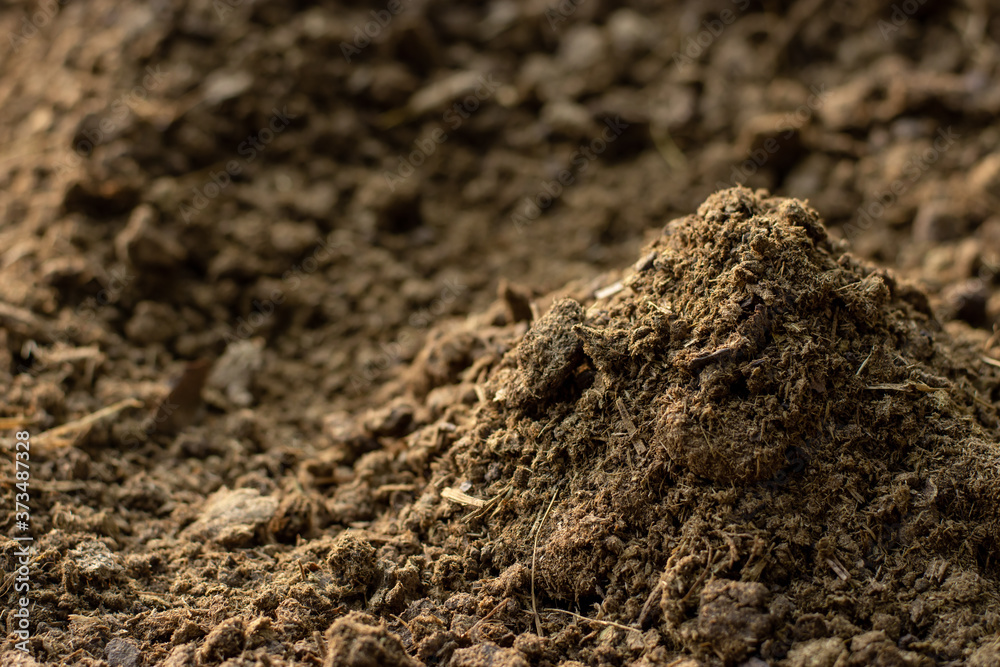 Dung or manure on the farm when the morning sun is shining. Dung or manure on the farm when the morning sun is shining.