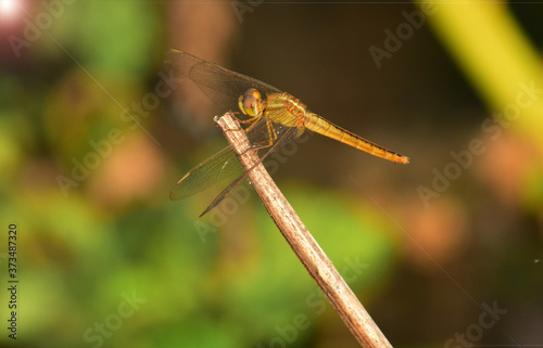 Close up detail of dragonfly.  dragonfly image is wild with blur background. Dragonfly isolated. © Eksapedia