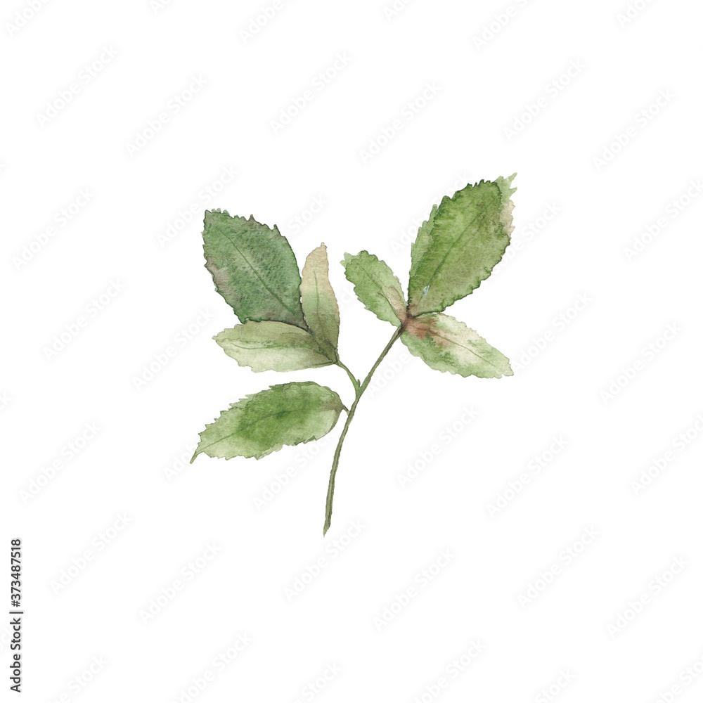 Fototapeta premium Paint from hand drawn watercolor leaves. Use for design, menu, decoration