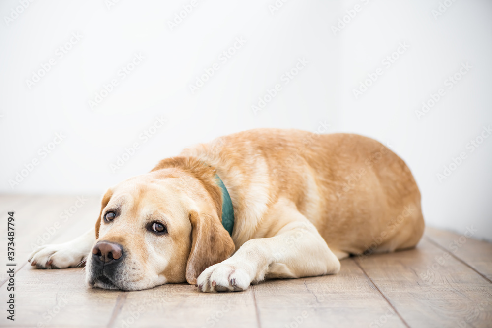 Cute purebred white Labrador retriever dog is lying on the floor Cute purebred white Labrador retriever dog is lying on the floor