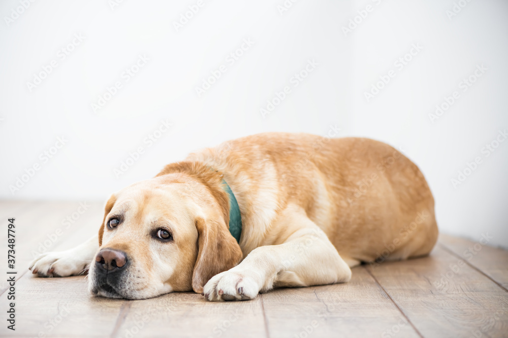 Cute purebred white Labrador retriever dog is lying on the floor