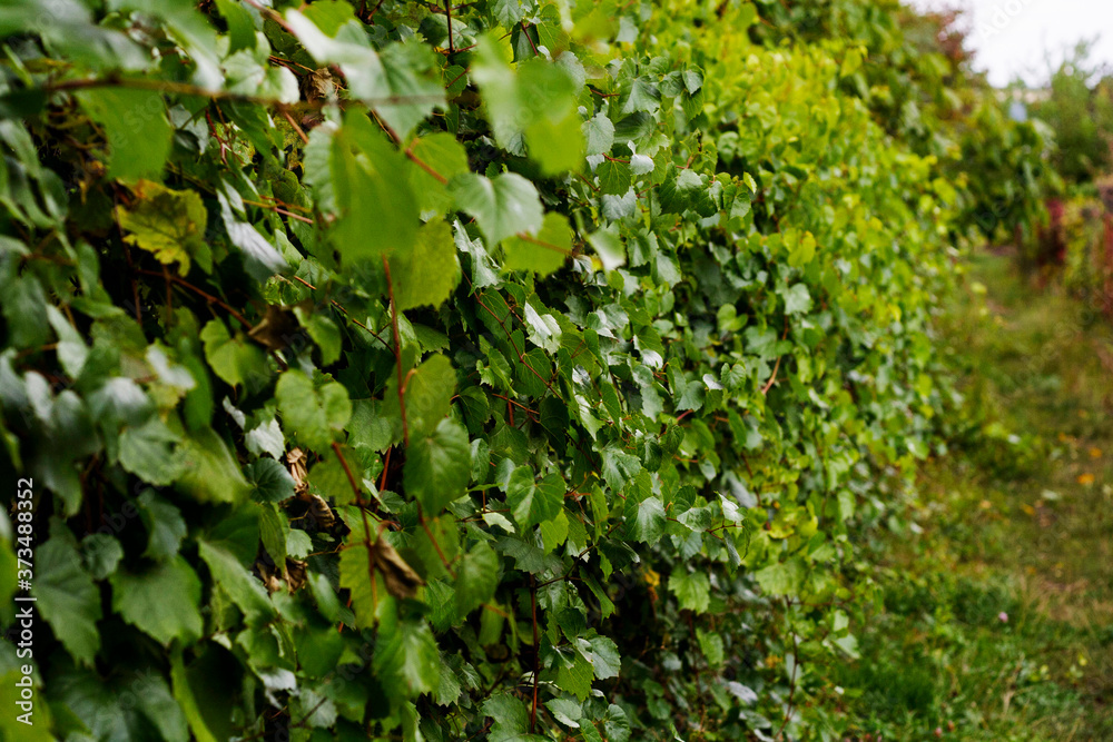 Picture of autumn wild grapes