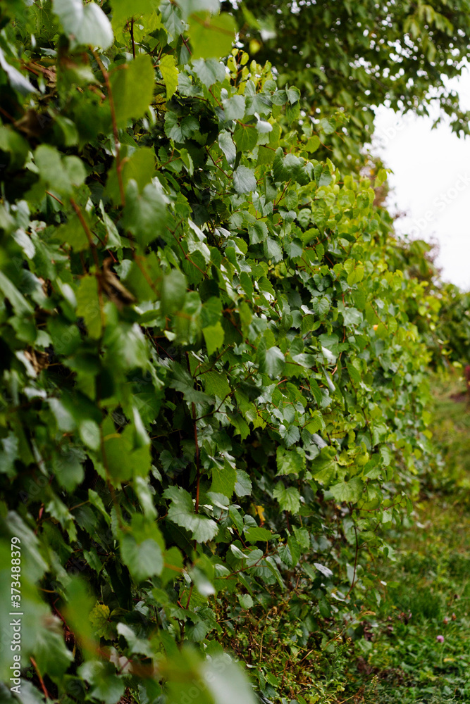 Picture of autumn wild grapes