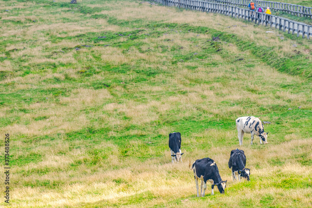 Obraz premium 【夏イメージ】放牧と高原風景