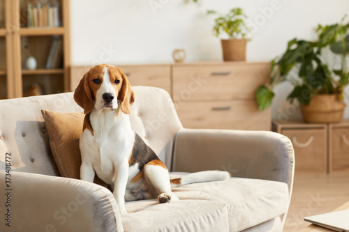 Warm toned portrait of cute beagle dog sitting on couch in cozy home interior lit by sunlight, copy space