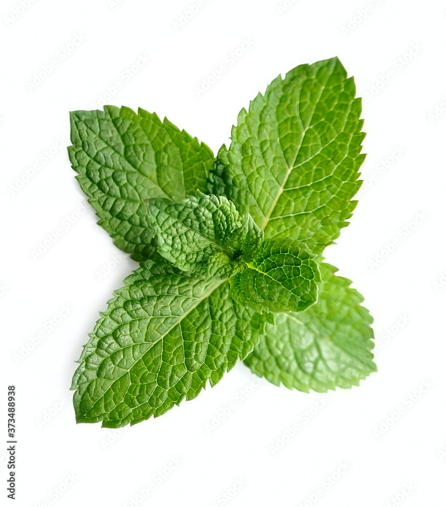 Fresh mint leaves Fresh mint leaves