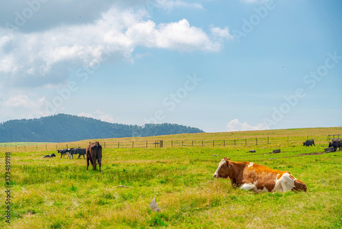 【夏イメージ】放牧と高原風景 © travel