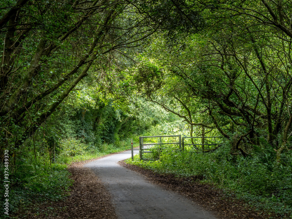 UK country lane in August. Tarka Trail, Devon. UK country lane in August. Tarka Trail, Devon.