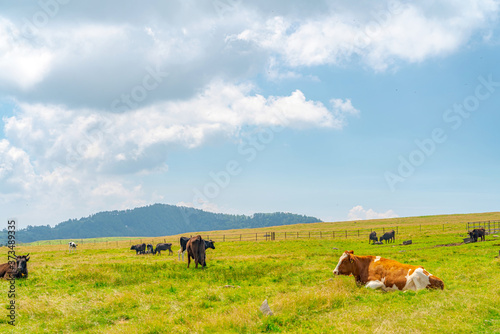 【夏イメージ】放牧と高原風景